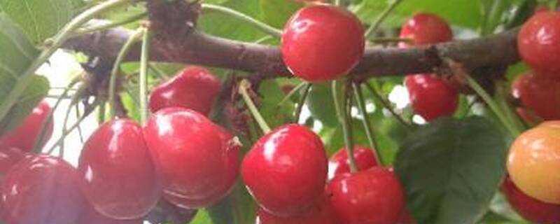 樱桃的挂果期时间多久