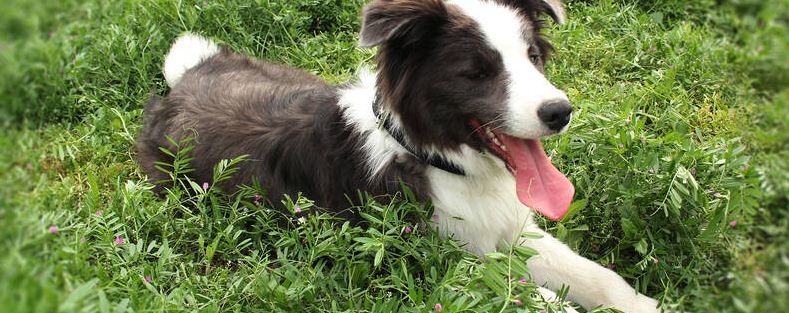 苏牧有蜱虫用什么防治