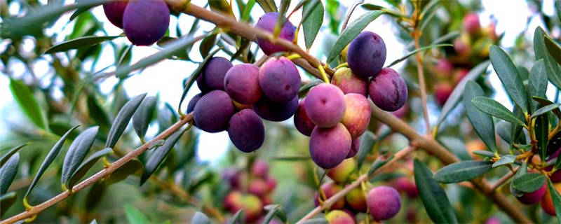 油橄榄气候种植条件