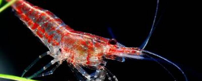 樱花虾和什么虾一起混养