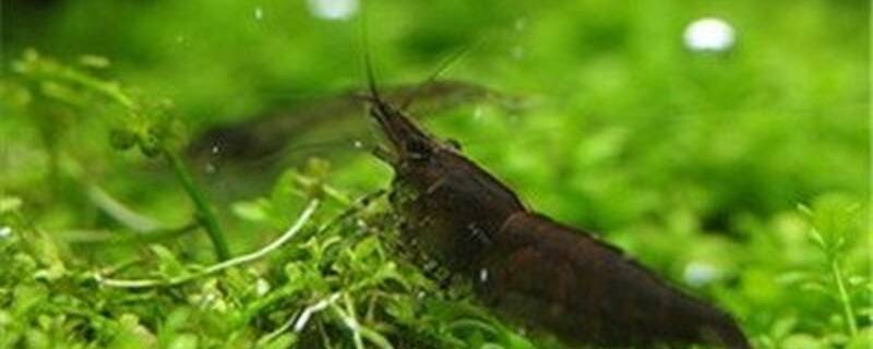 黑虾可以和什么混养