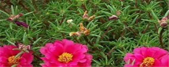 太阳花的花期是多久