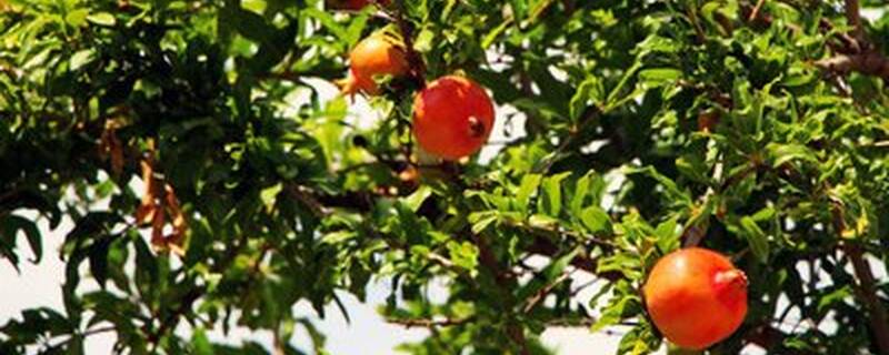 石榴什么时候浇水好