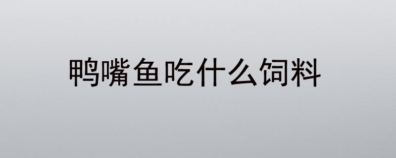 鸭嘴鱼吃什么饲料