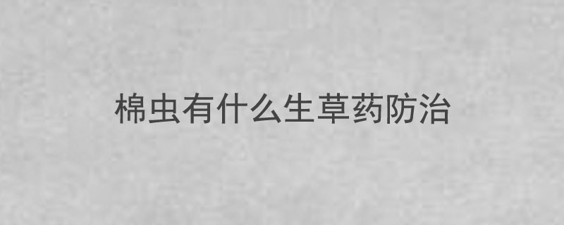 棉虫有什么生草药防治