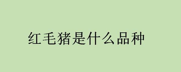 红毛猪是什么品种
