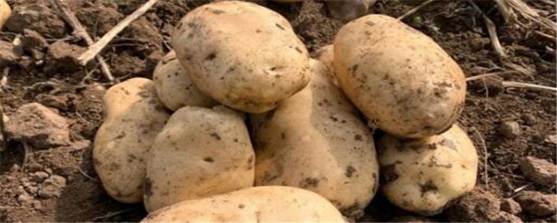 春土豆的地膜什么时候去掉