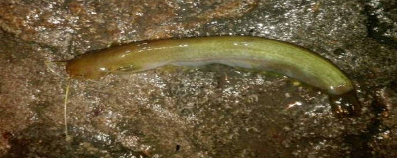 叉尾鱼养殖周期