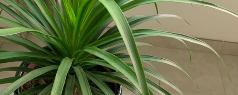 龙须树繁殖方法