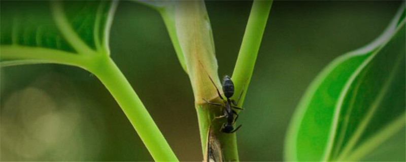 蚂蚁用什么农药