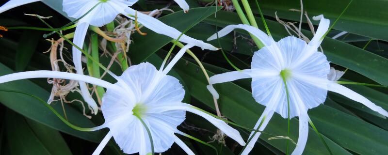 蜘蛛兰花怎么浇水