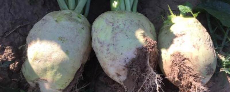 芥菜疙瘩黑心什么原因