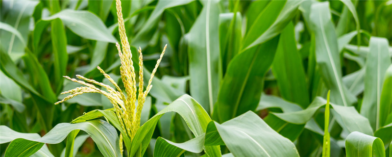 山东省的主要粮食作物