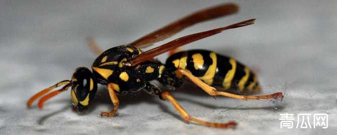 马蜂