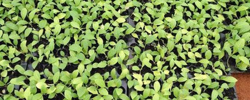 植物真菌最怕什么