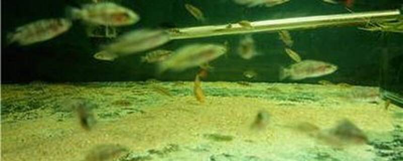 金头虎和什么混养