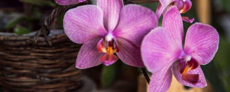 蝴蝶兰几月开花