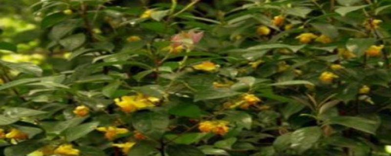 金花茶怎么施肥