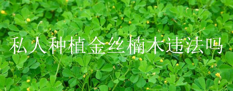 私人种植金丝楠木违法吗