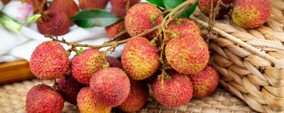 荔枝霜霉病特效药