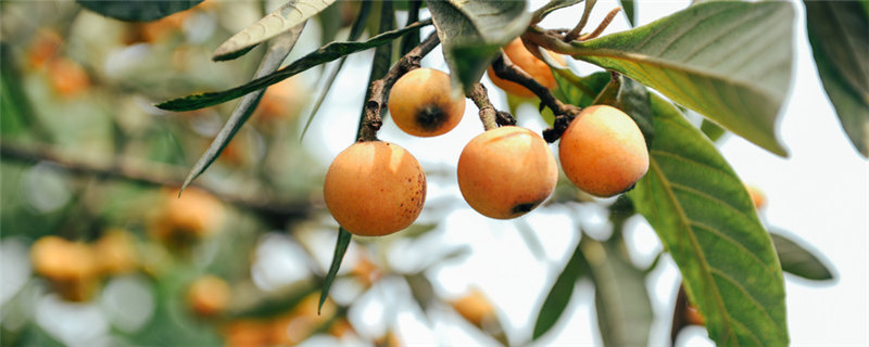 枇杷的种植注意事项