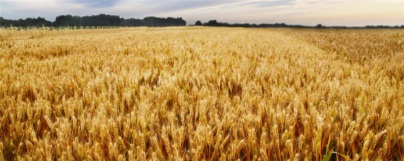 东北平原主要粮食作物是什么