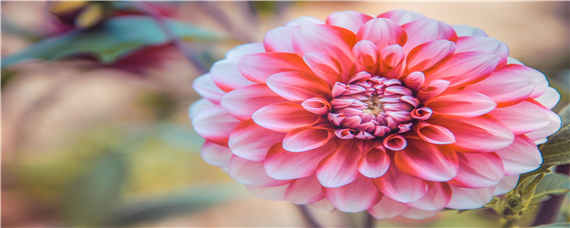 大丽菊的花期是多久