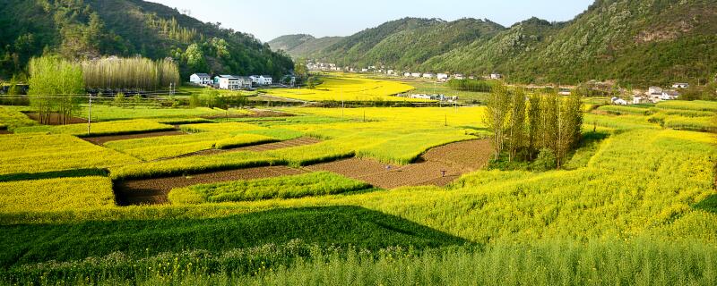 油菜的种植方法