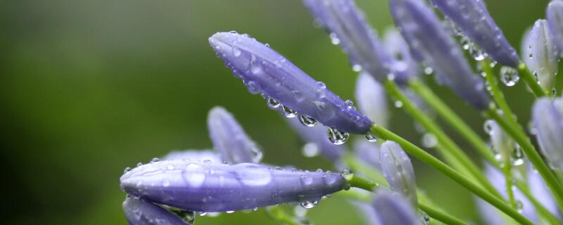阳台秋天兰花怎么浇水