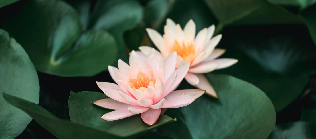 碗莲种植方法注意事项