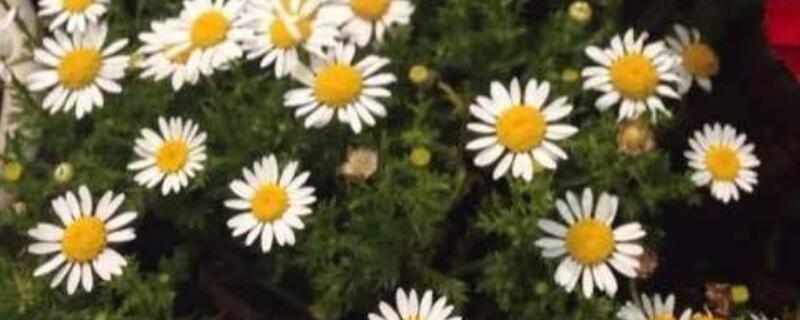 小雏菊种植注意事项