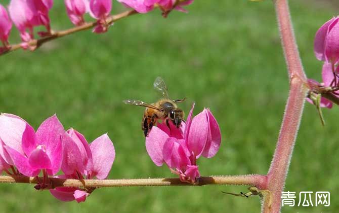 蜜蜂