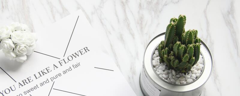 仙人柱的种植注意事项