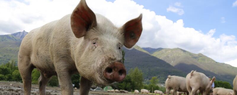 猪是哺乳动物吗