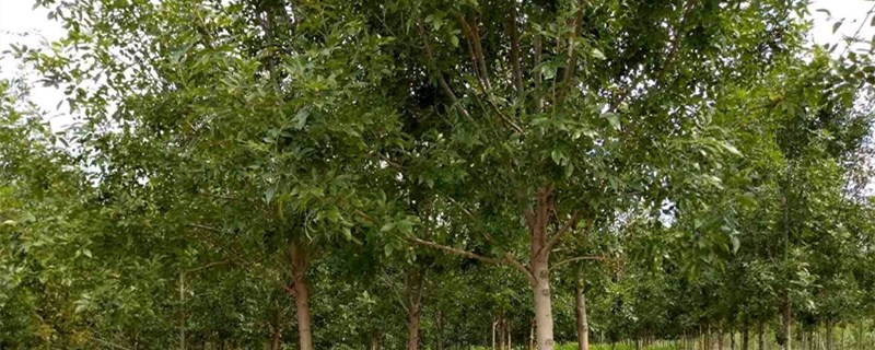 白蜡树的特点