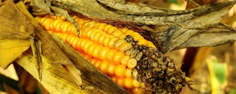 登海533玉米品种特征