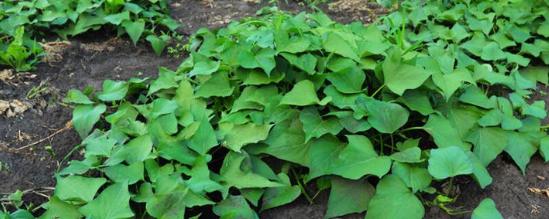 甘薯种植的注意事项