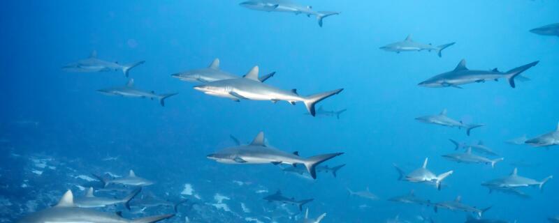 鲨鱼胎生还是卵生