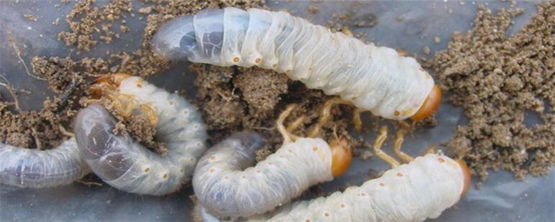 土蚕用什么农药