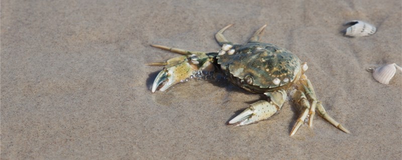 蟹苗什么时候投放最佳