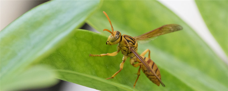 手被马蜂蛰了怎么办