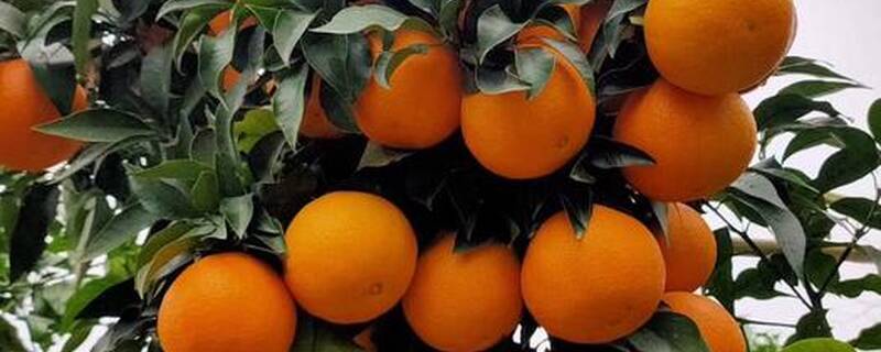 爱媛38几年可以挂果