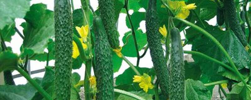 黄瓜产自哪里