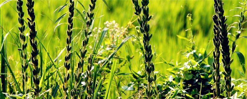 芝麻种植的注意事项