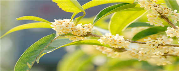 四季桂花的花期是多久