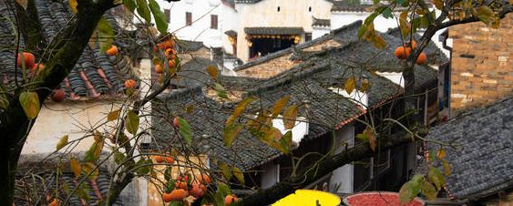 怎样挑选柿子树