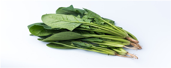 菠菜催芽方法和时间