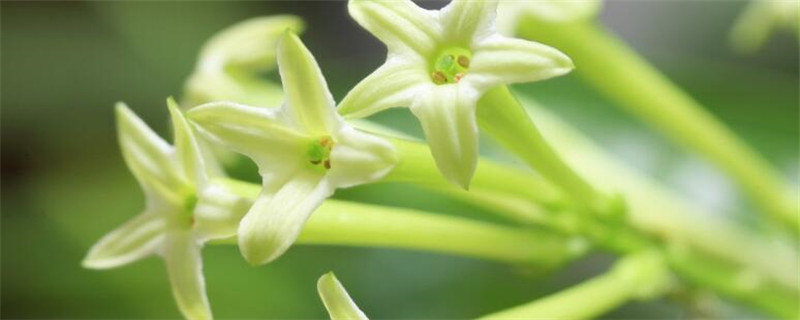 种植夜来香的注意事项