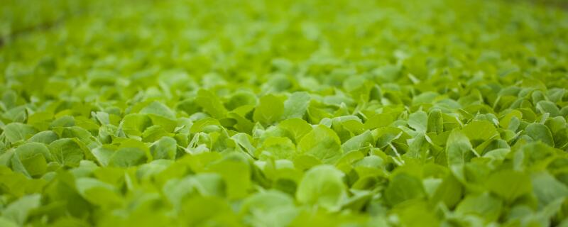 小白菜怎么施肥