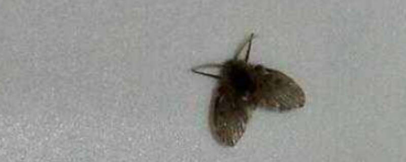 飞虫怕什么气味